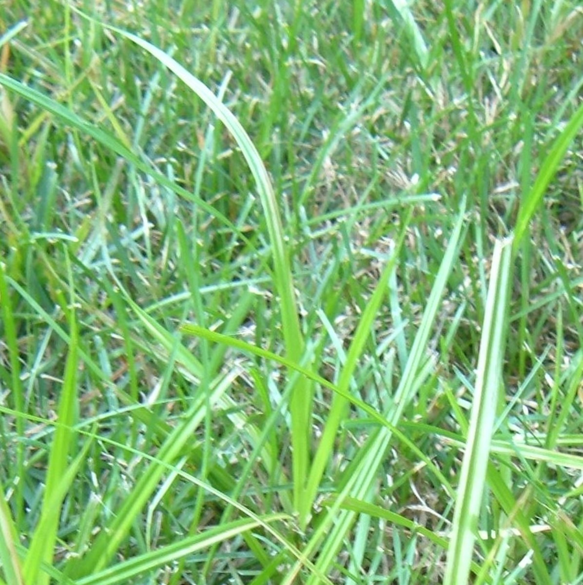 Nutsedge may look like grass, but it is an aggressive weed 