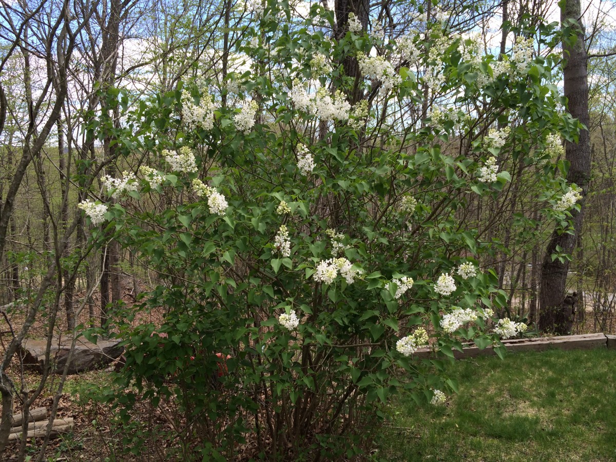 This well shaped lilac blooms profusely every spring.