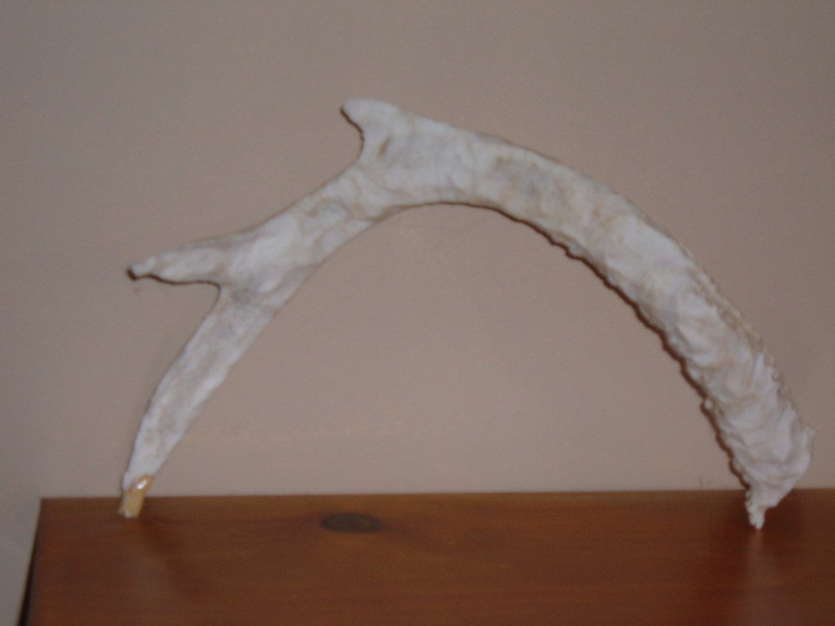 Deer Antler Shed. This one was chewed on by mice or squirrels before I found it.