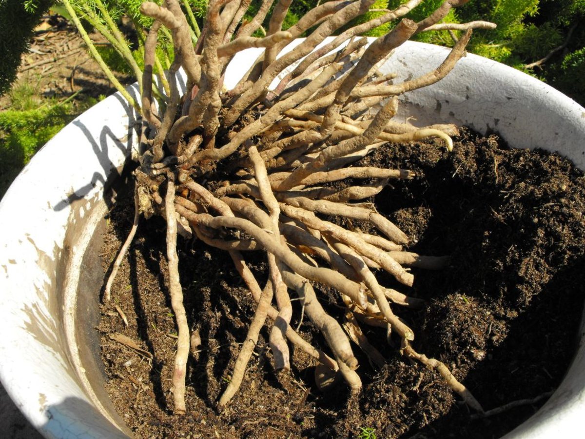 A cleaned-up root ball will look something like this.
