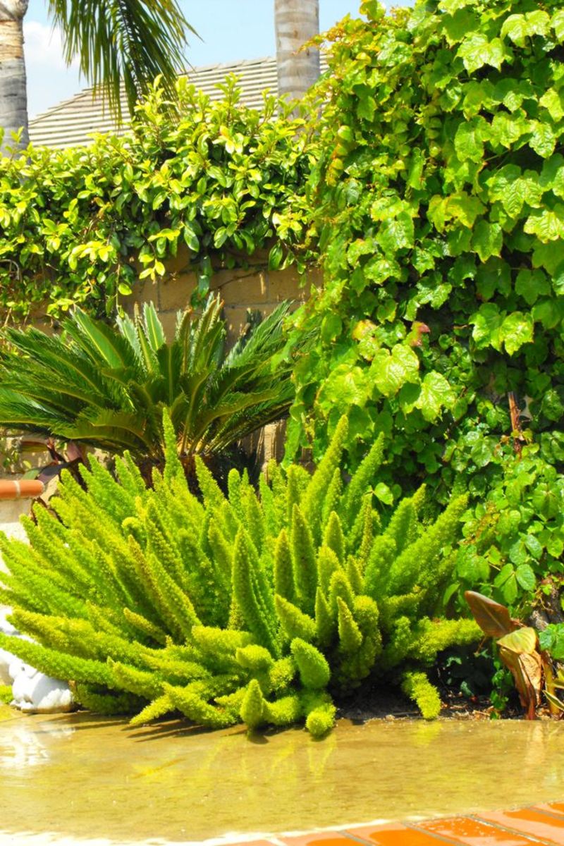 Foxtail ferns look lovely alongside plants like sago palm and various succulents.