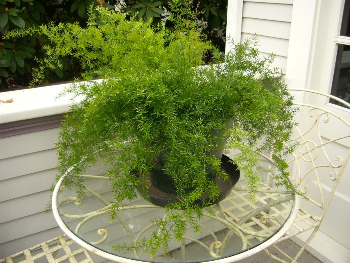 10 reasons to plant (and how to propagate) the foxtail fern