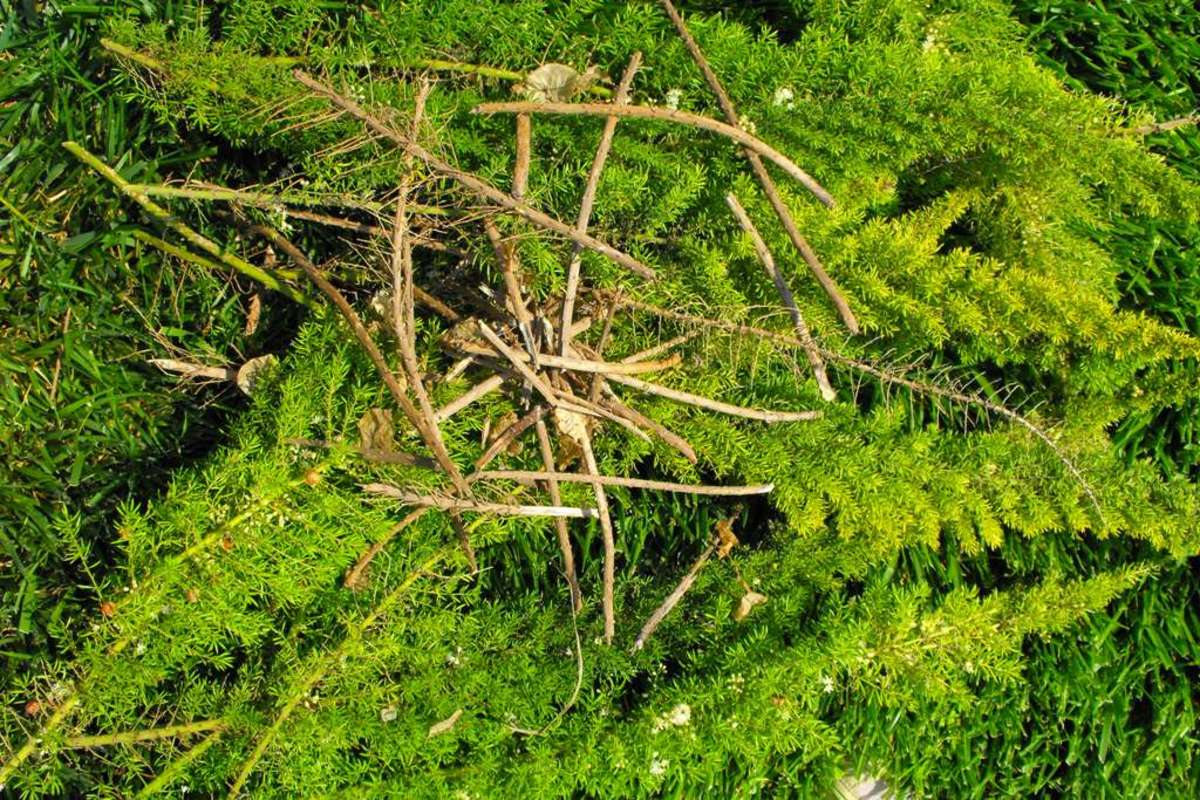 Clean out your foxtail fern twice a year by removing the dry sticks.
