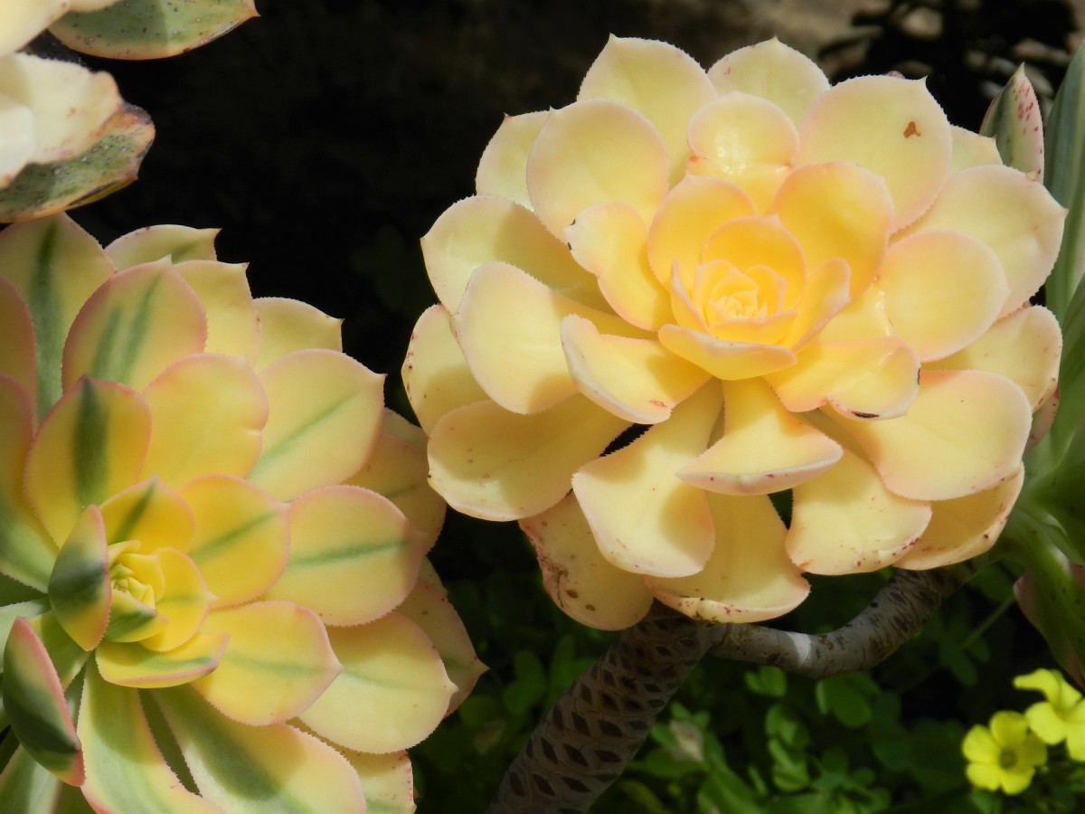 Grow Aeonium arboreum 'Sunburst' in Your Succulent Garden - Dengarden