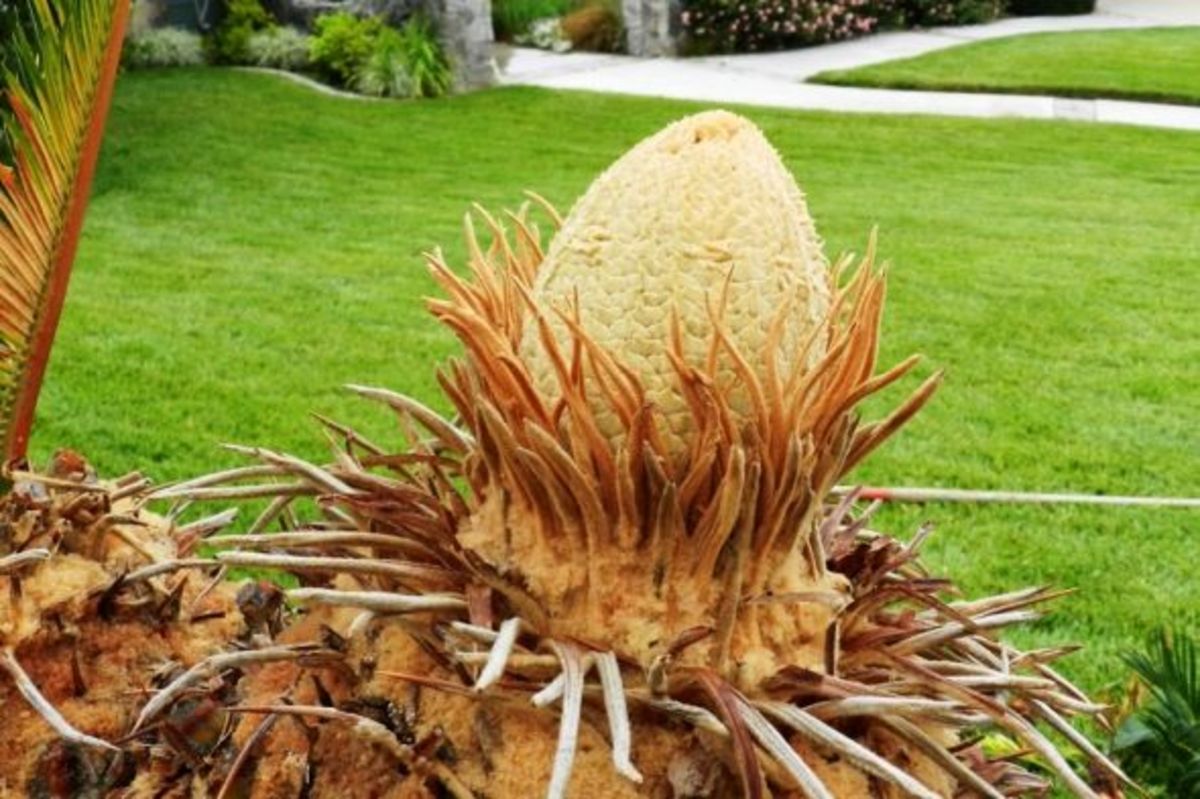 Male crown of the sago palm: This is growing on the crown a few weeks after the branch cutting I did above.