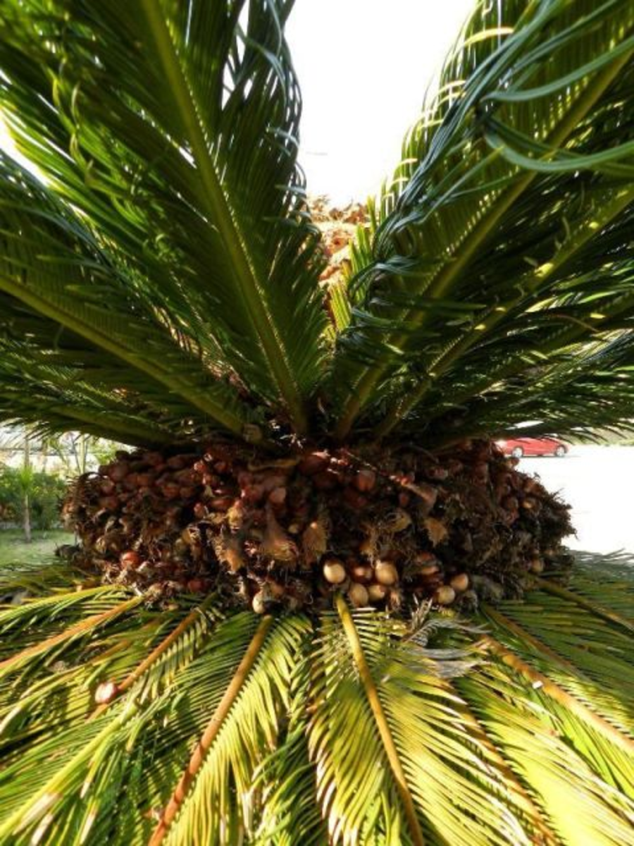 Compressed seed head of sago palm.