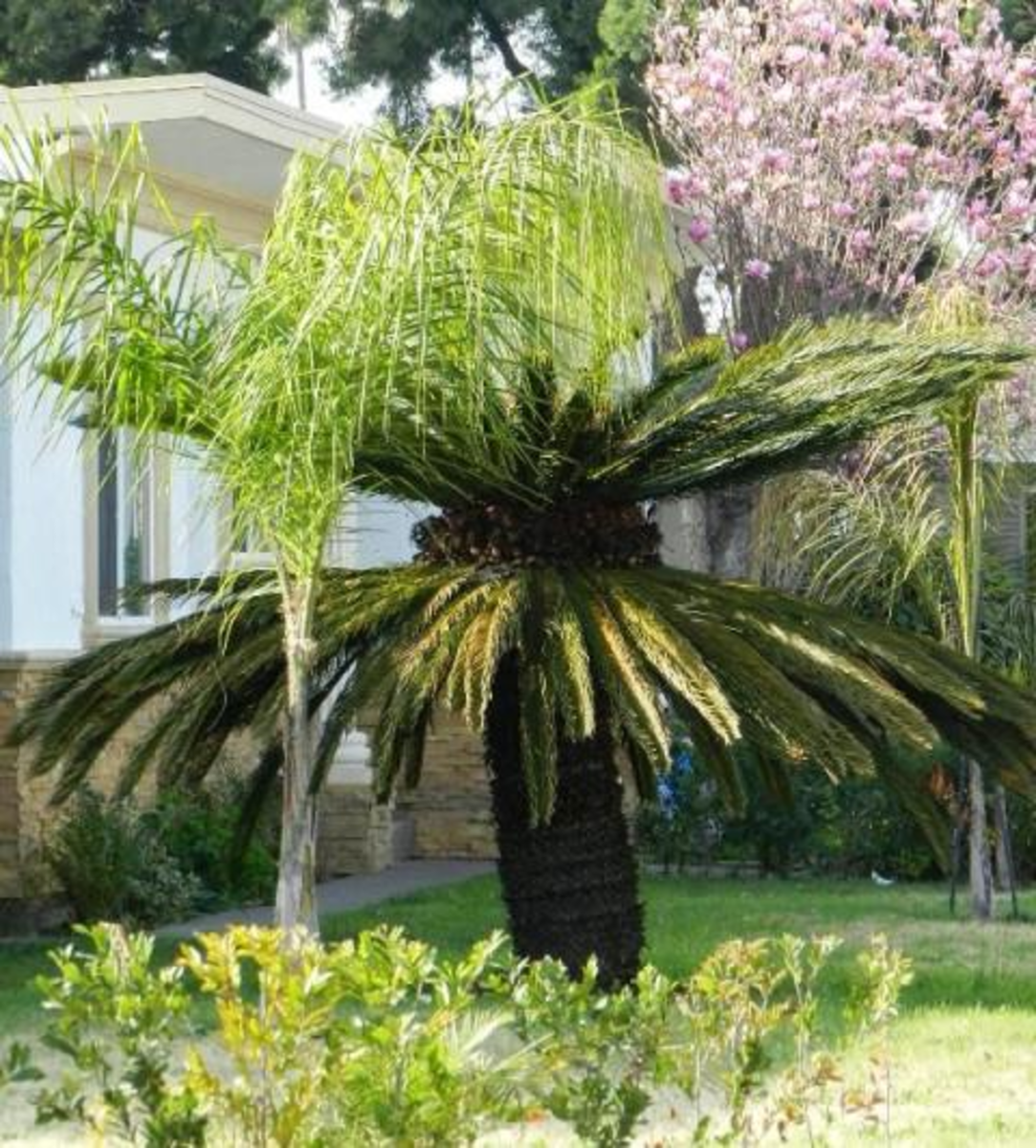 Huge female sago palm.