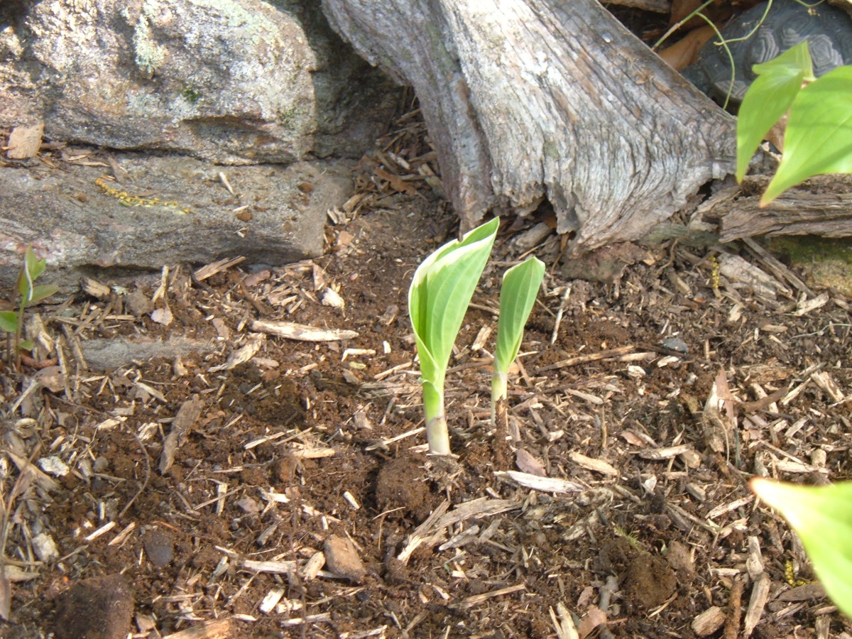 A new hosta grows here.