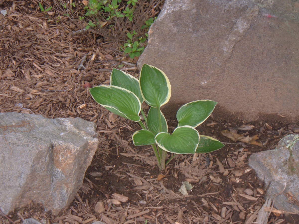 A hosta grows among the rocks.