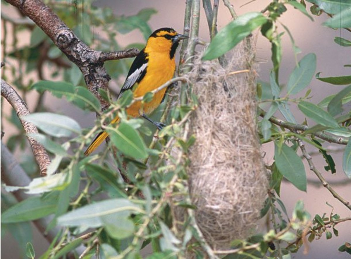 Bullock's Oriole and nest by Jeff Rich