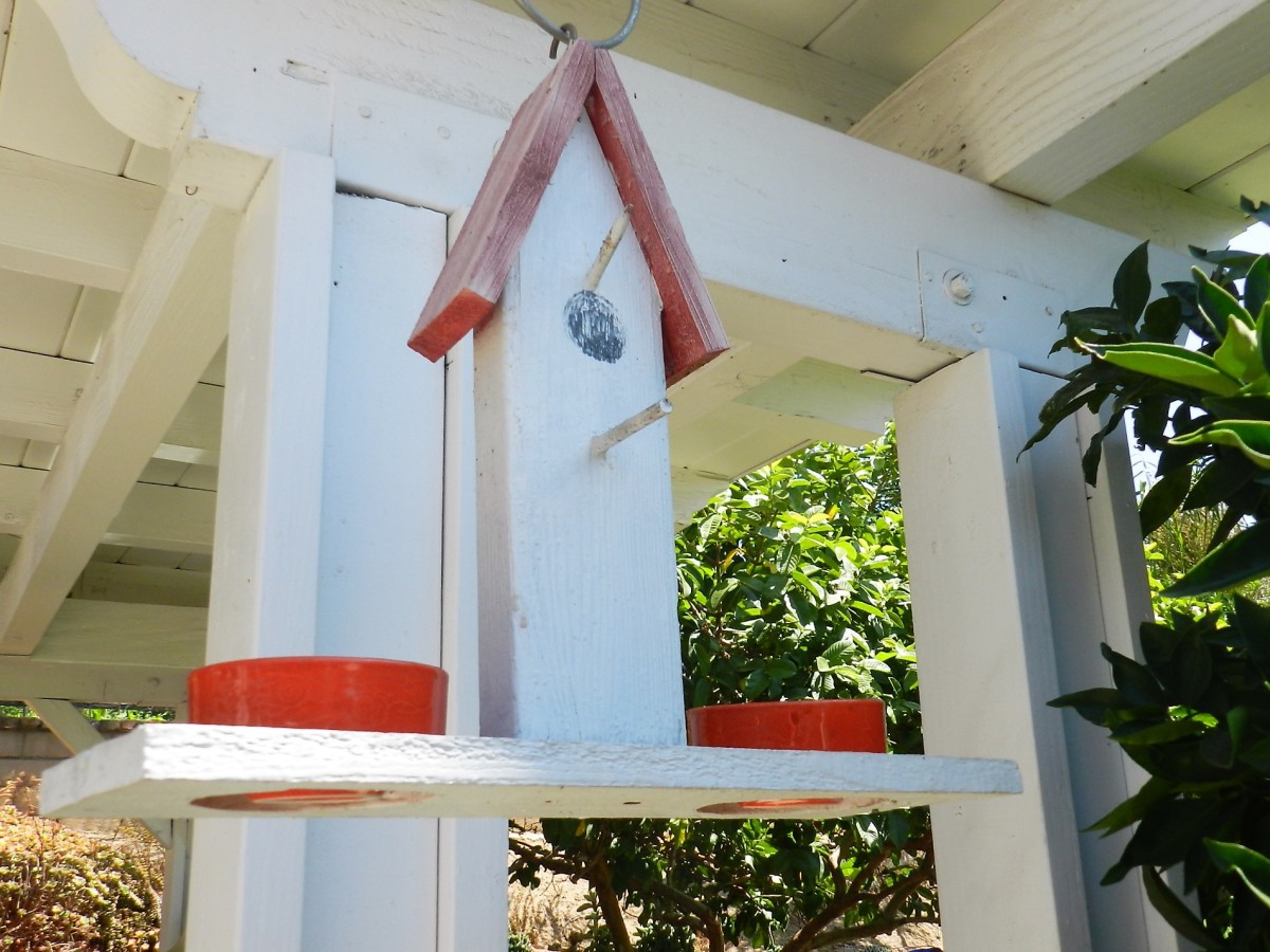 DIY: What You Need to Attract Baltimore Orioles to Your Yard, Mid-American  Gardener