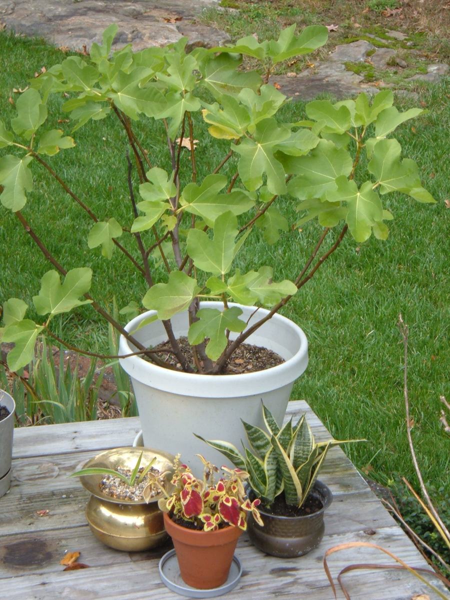 How to Grow Fig Trees in Containers