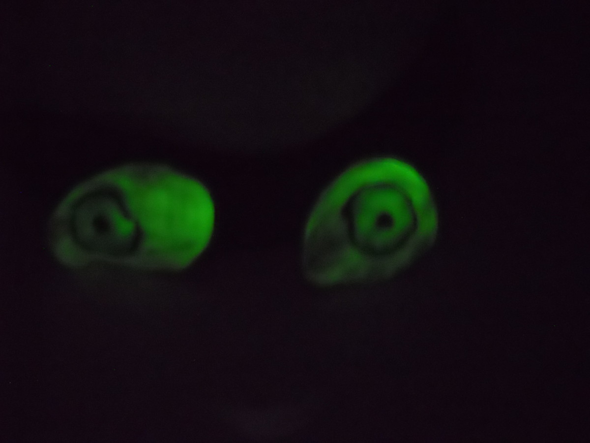 How to Make Glowing Eyes for Halloween