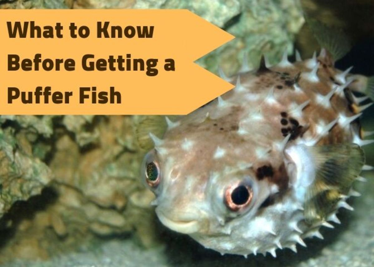 What You Should Know Before Getting A Porcupine Puffer Pethelpful By Fellow Animal Lovers And Experts,Sweetened Chestnut Puree