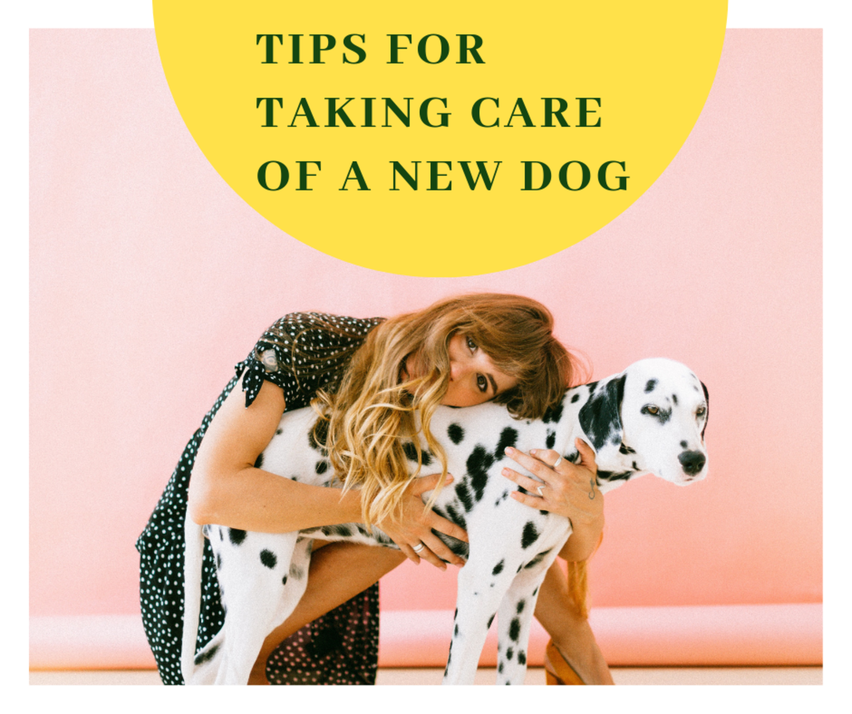Tips for Taking Care of a New Dog!