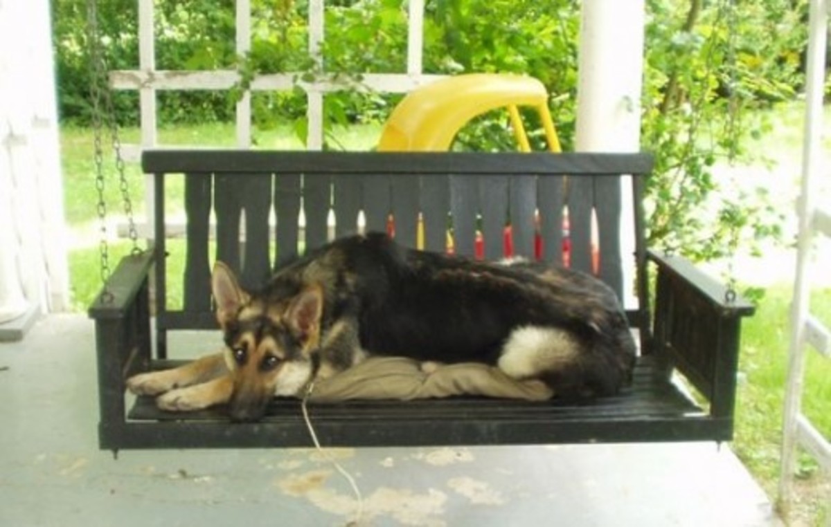 Casey is Lacey's pet German Shepherd dog, the closest she could come to having a wolf! Casey loves to relax on the swing.