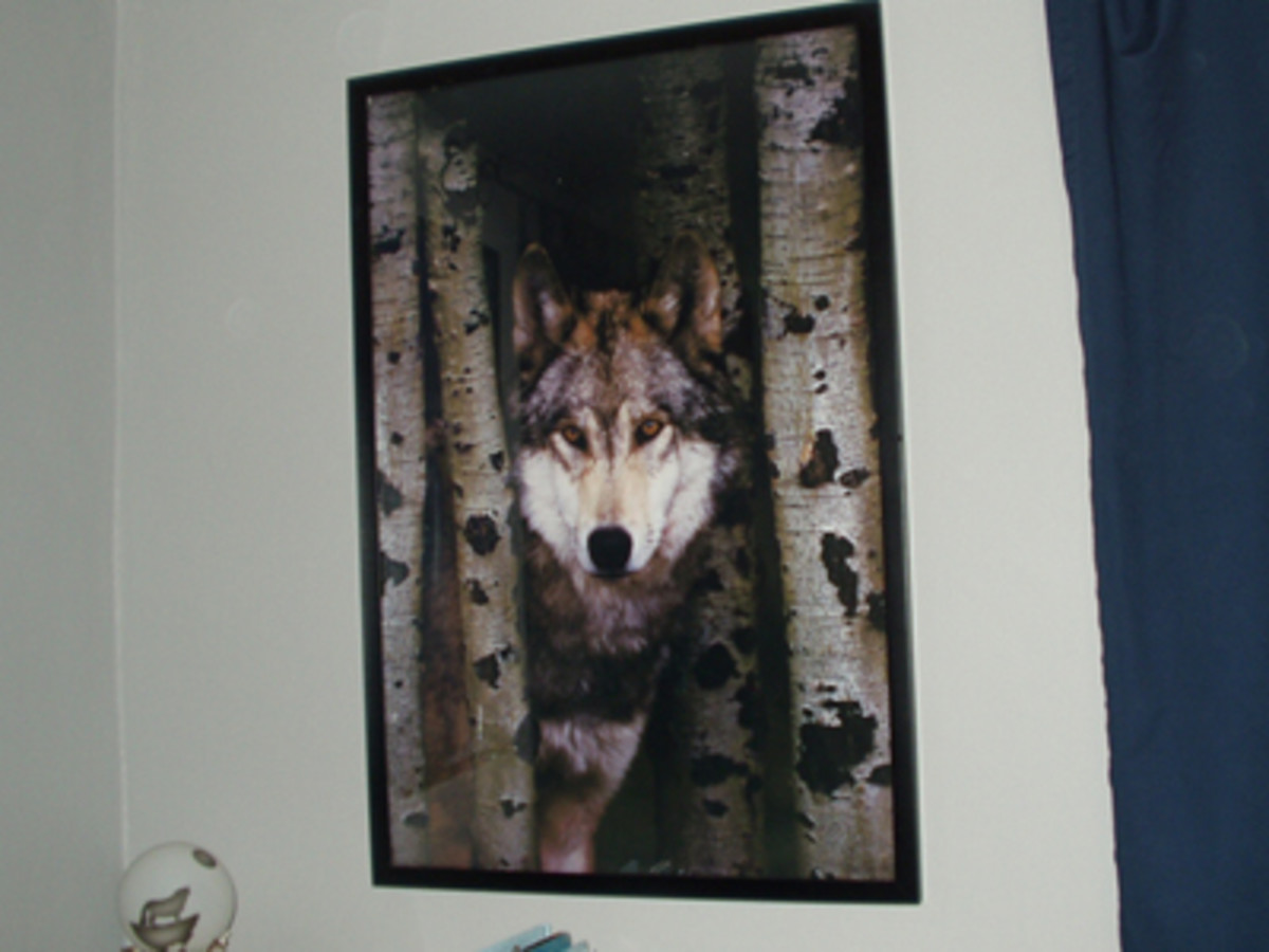 Posters are an inexpensive and easy decorating idea. This poster of a wolf and birch trees is over the desk.