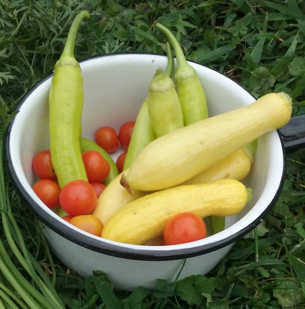 Here is a harvest from my backyard Climate Victory Garden. These tasted SO good! In addition, they fed my soul knowing that I was helping the world.