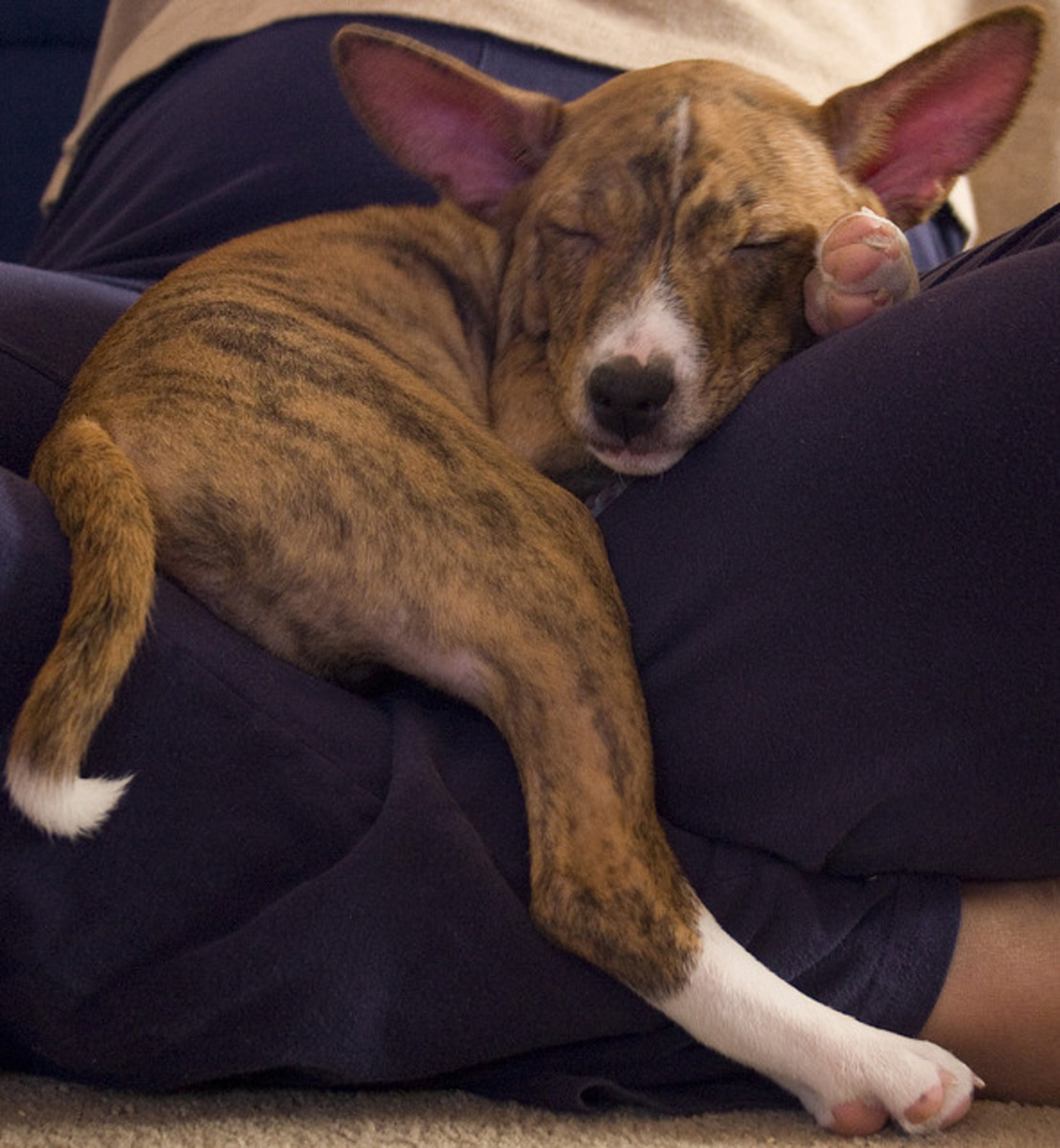 Best Central African Lingala Dog Names for a Basenji