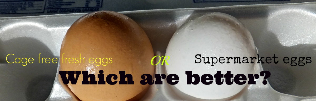 Are Free-Range Chicken Eggs Better Than Store-Bought Chicken Eggs?