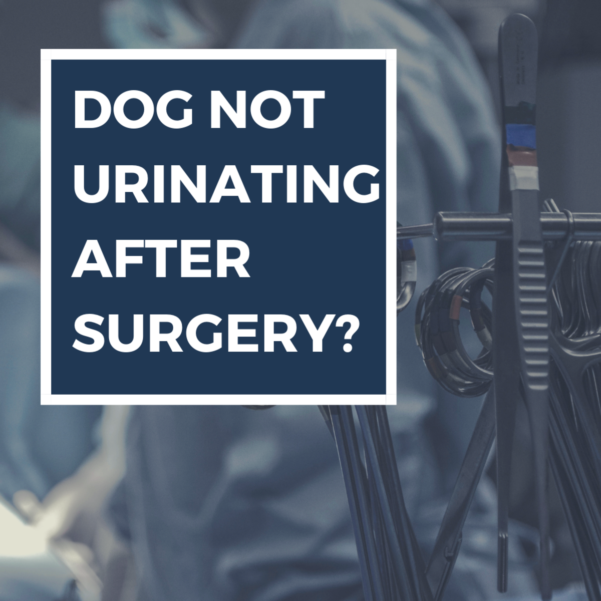 Is It Normal For A Dog To Not Poop After Surgery