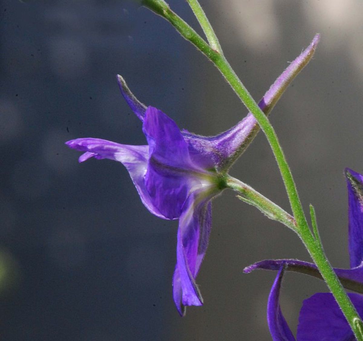 Larkspur flowers have a "spur" on the back of them