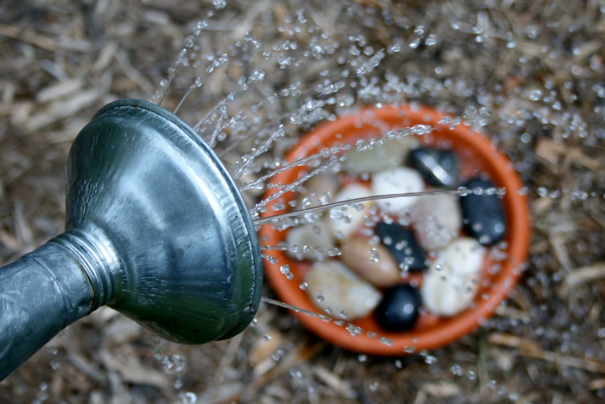 Reapply water as needed to your rocky water pot bottoms.