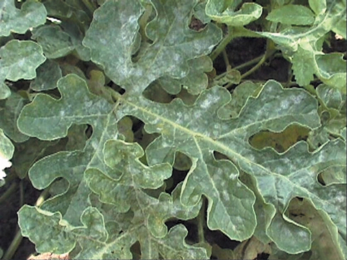 A watermelon vine that is infected with powdery mildew