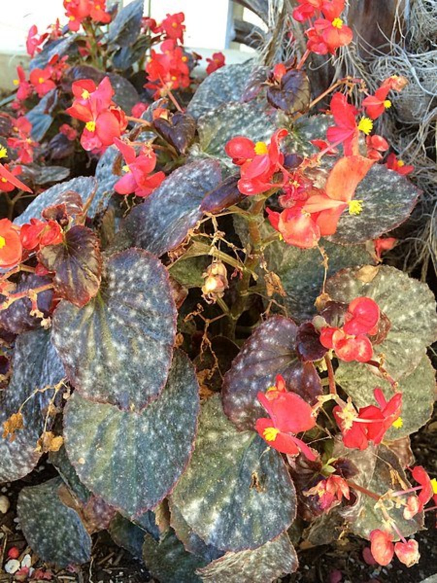 Powdery mildew on a begonia.