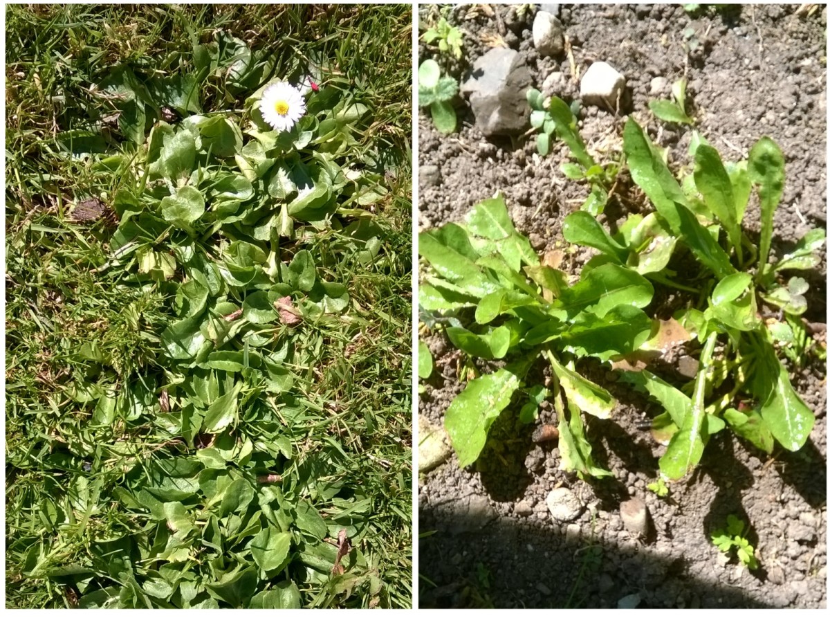 These daisies and dandelions were treated with vinegar. We'll see how effective it is at weed killing  in the coming days!