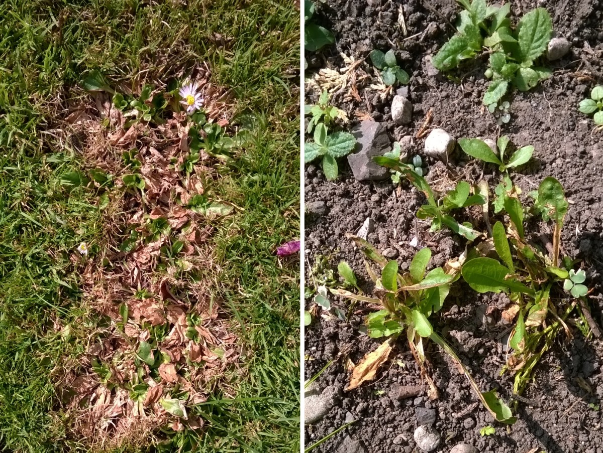 After 5 days, the daisies are beginning to re-sprout and will need re-treatment. The dandelions will also need to be re-sprayed.