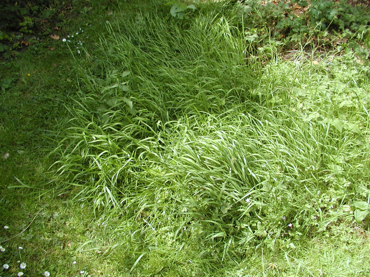 Lush, green, grass and weeds