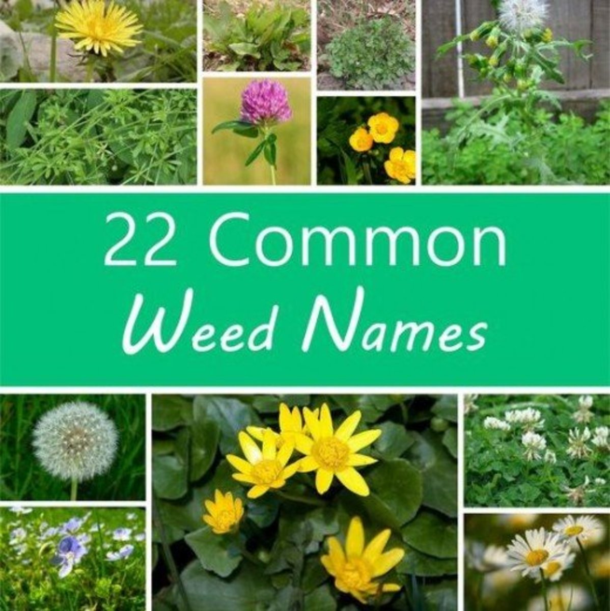 5-ways-to-kill-weeds-in-your-garden