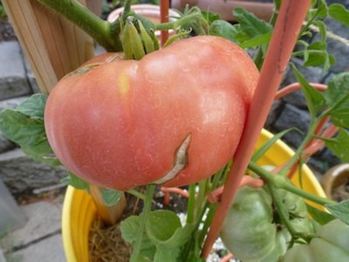It is best to discard tomatoes with radial splits like this. This tomato is susceptible to disease and mold.