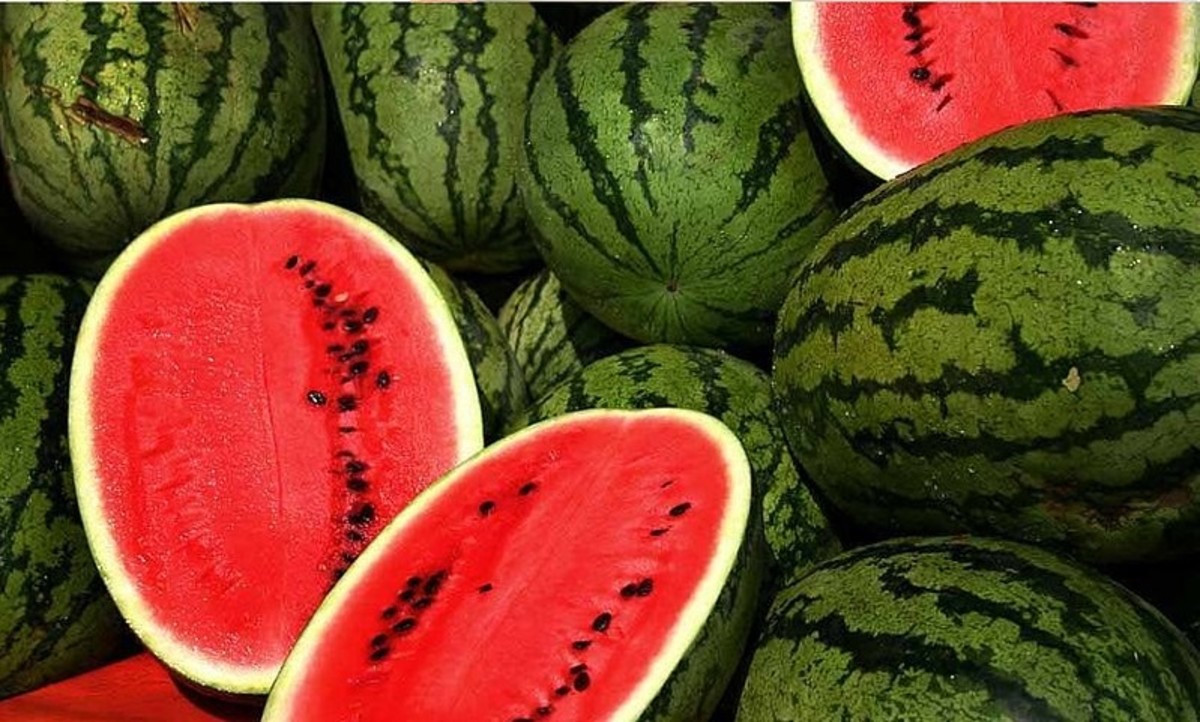 watermelon wonder: grow juicy watermelons at home easily