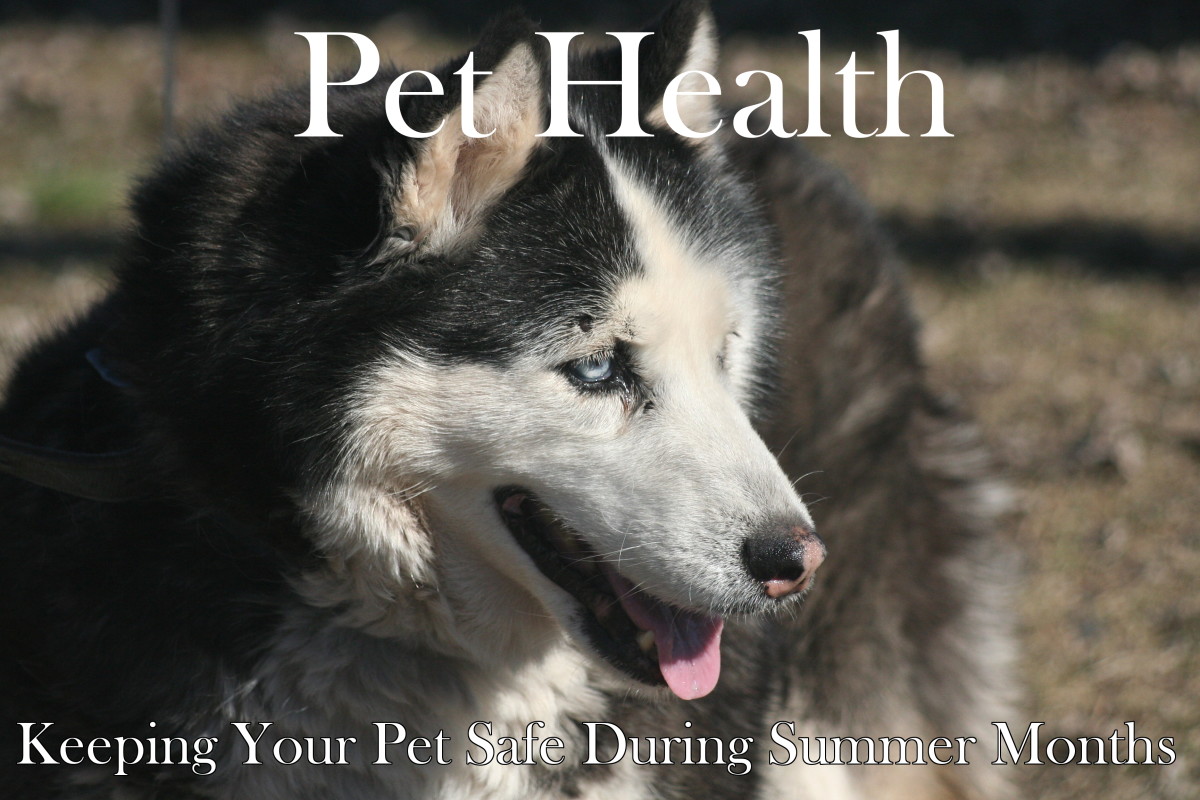 How to Keep Pets Safe During the Summer Heat