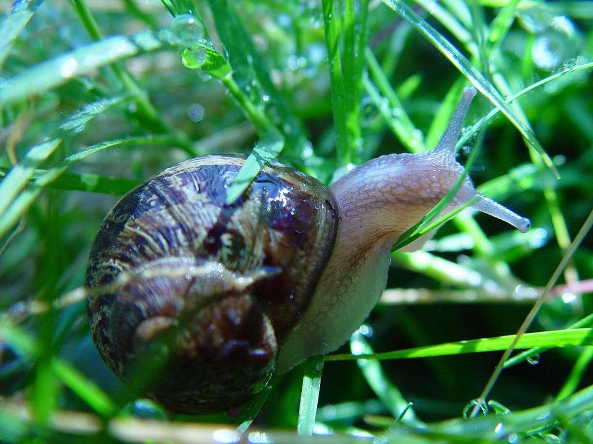 A snail.  Snails are similar to slugs, but have shells.