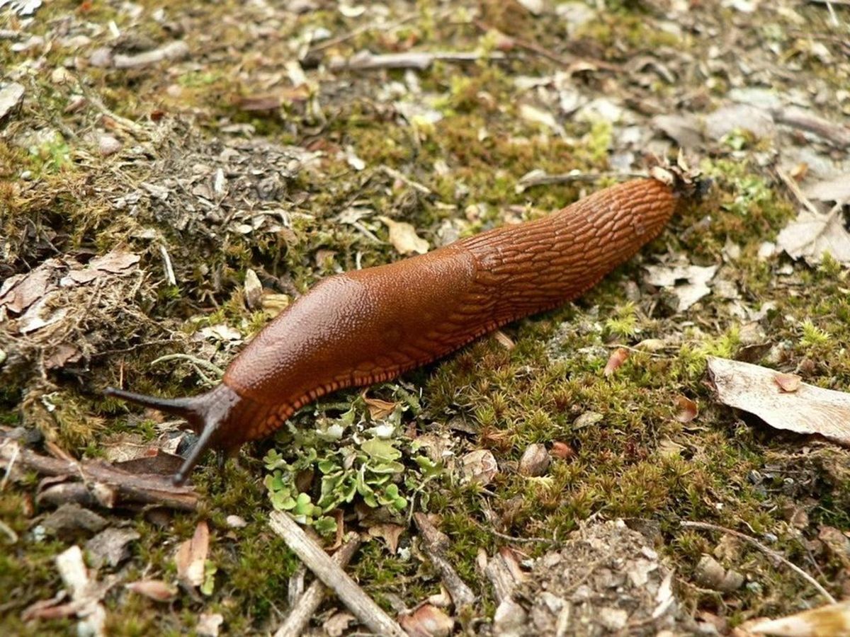 A slug.  Slugs are similar to snails but don't have shells.