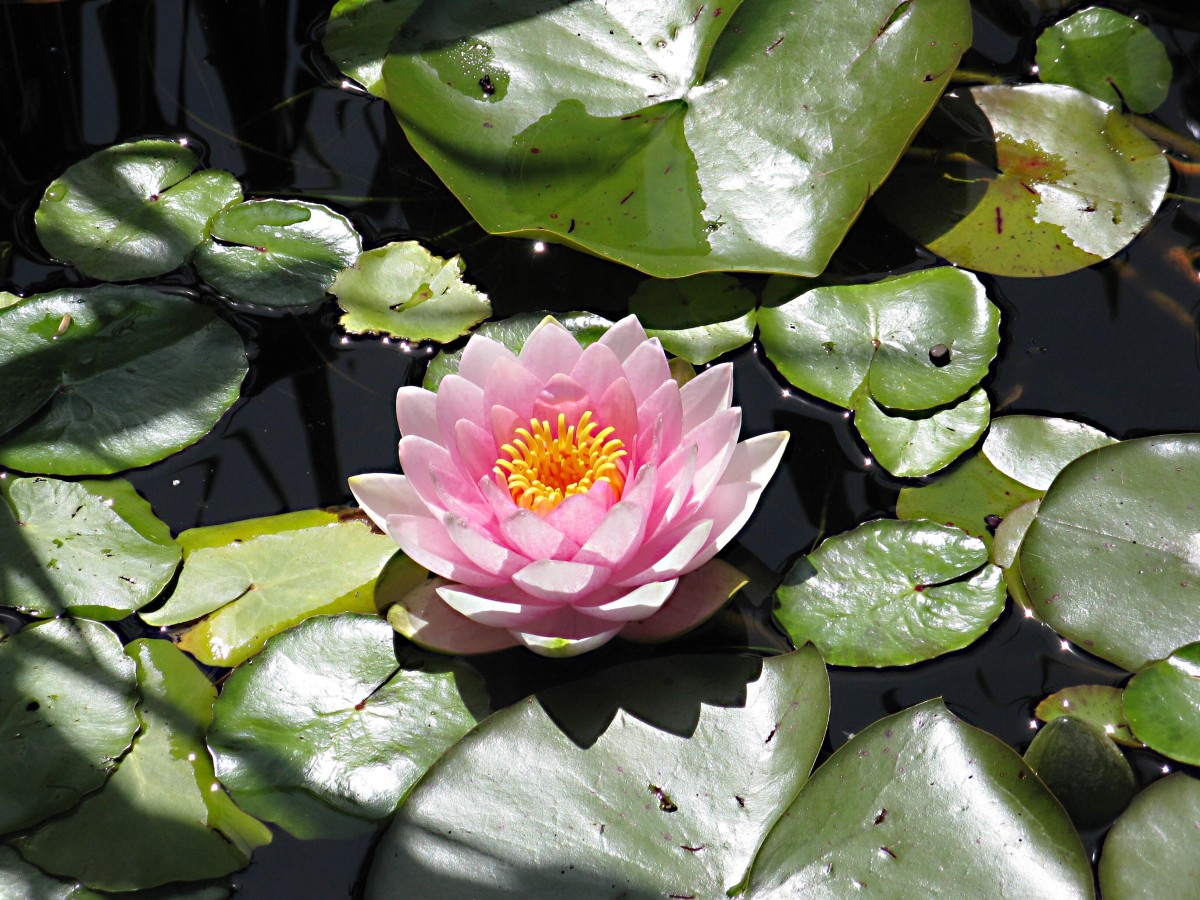 A beautiful water lily at the VanDusen Botanical Garden in British Columbia