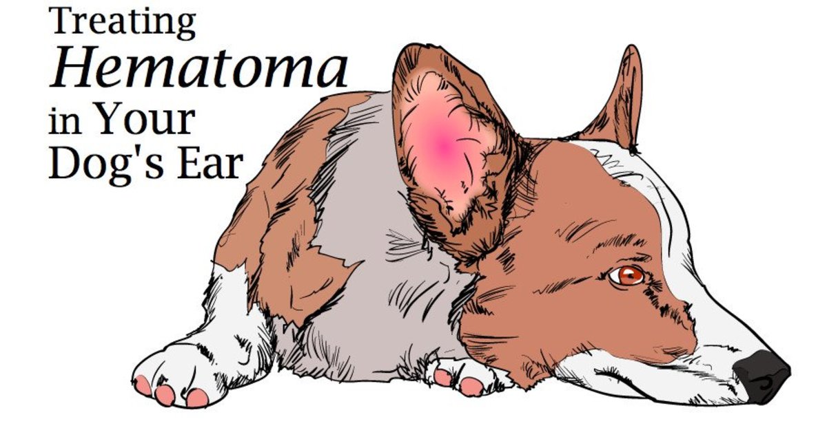 will a hematoma go away on a dogs ear