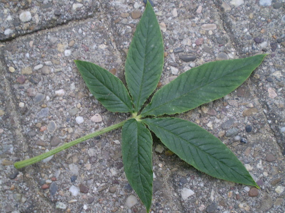 The leaves are occasionally mistaken for marijuana leaves.
