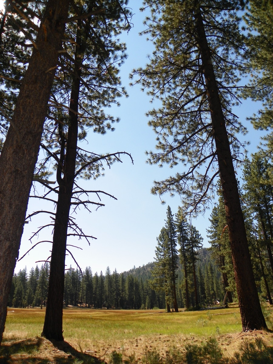 A beautiful mix of pine forests and meadows that offers a great variety of views each season.