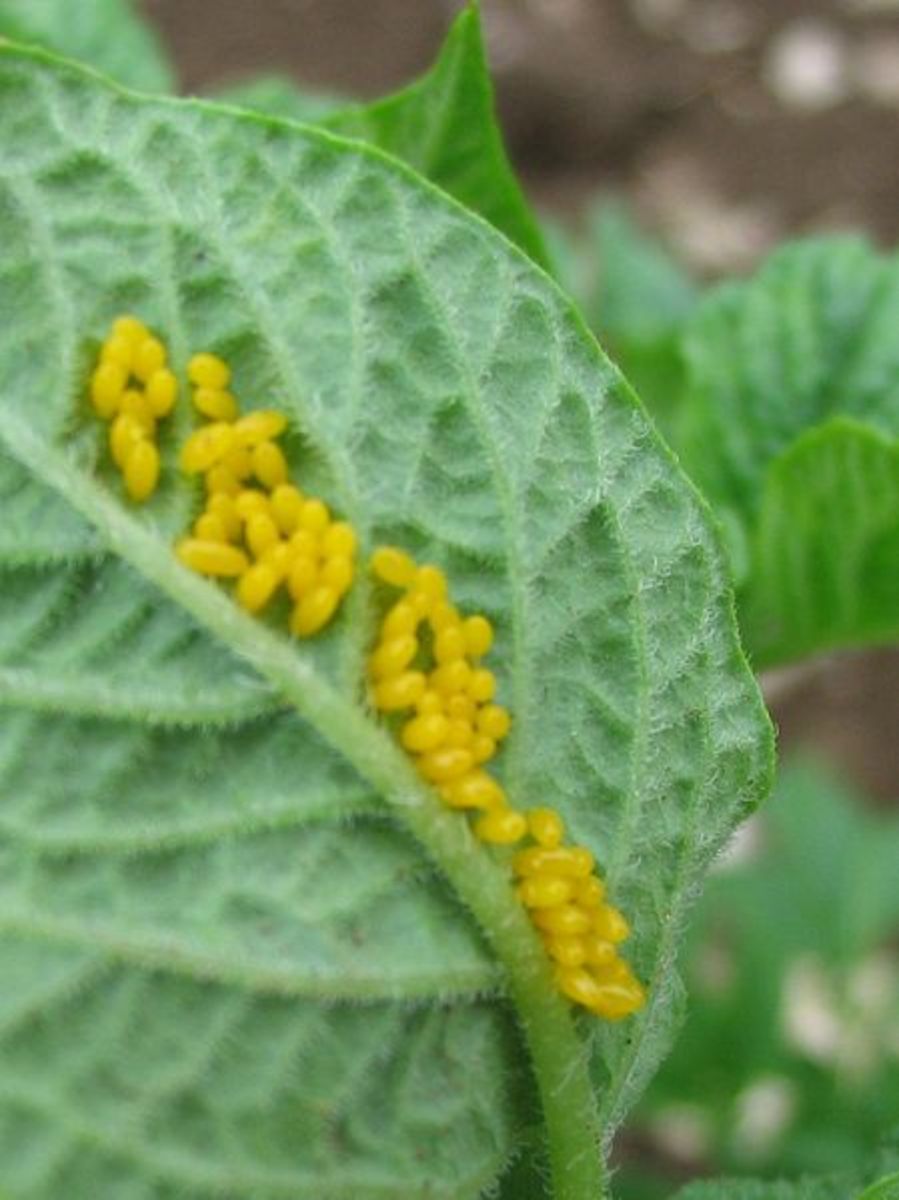 Look for eggs on the undersides of the leaves