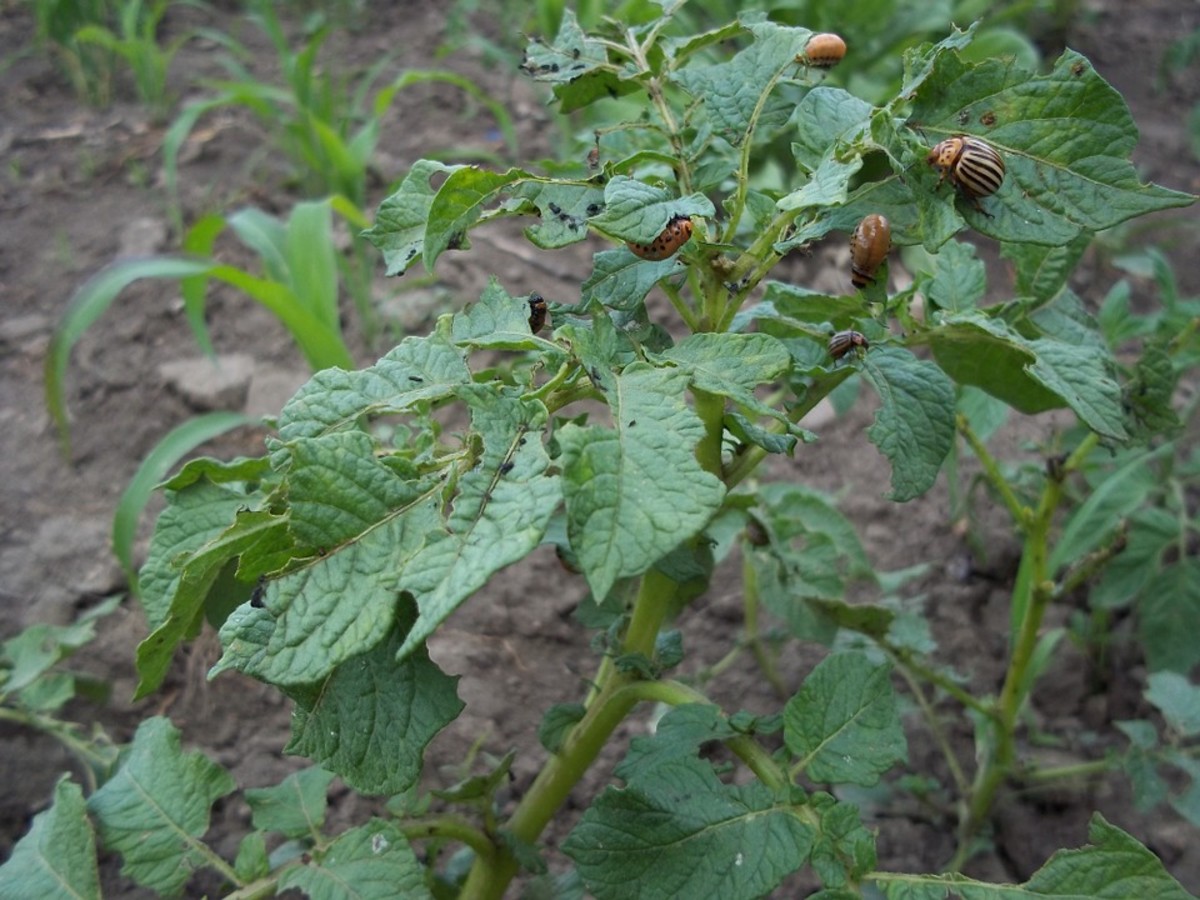 Typical leaf damage caused by feeding adult and larvae
