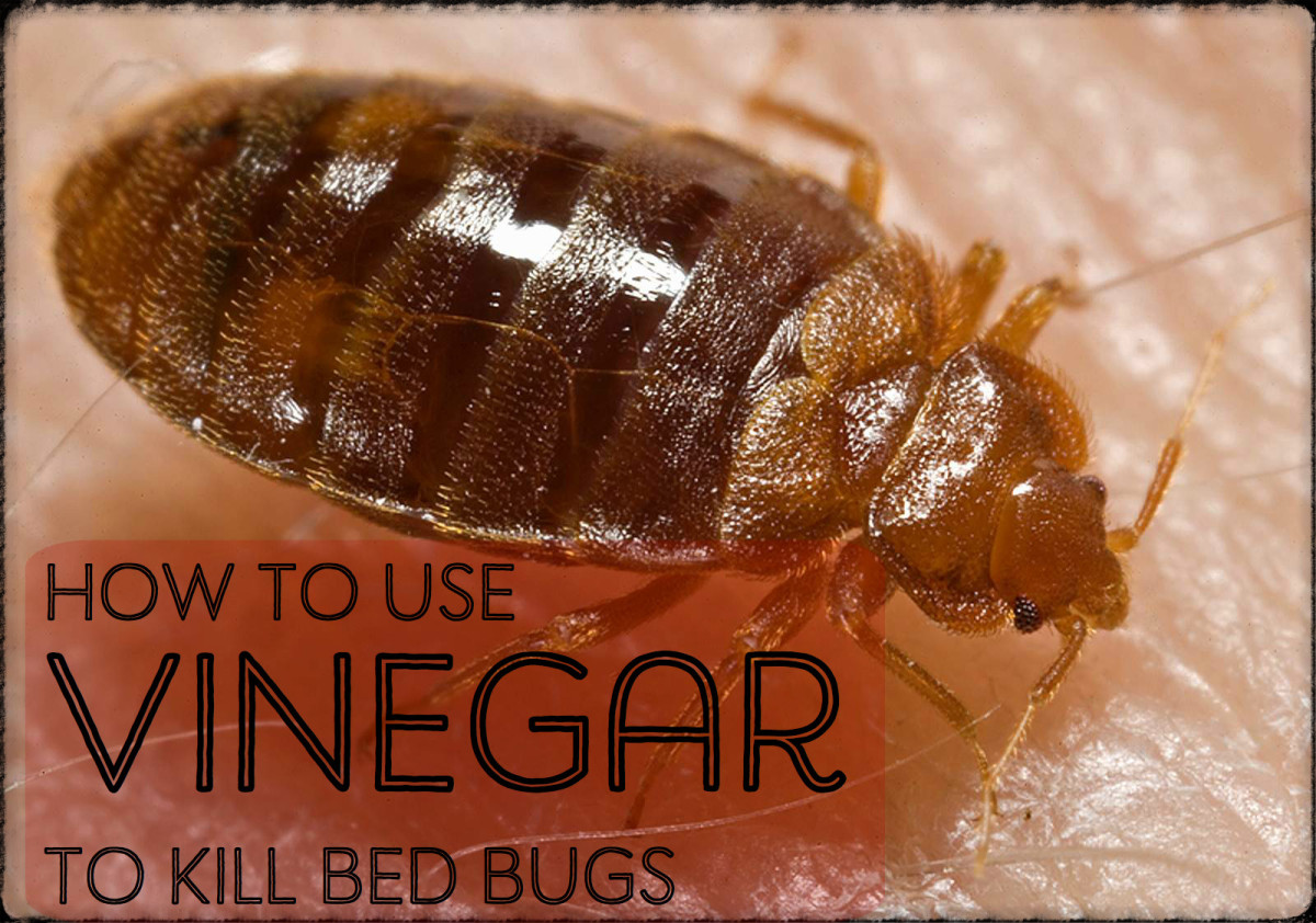 How to Make a Homemade Bed Bug Killer Spray With Vinegar