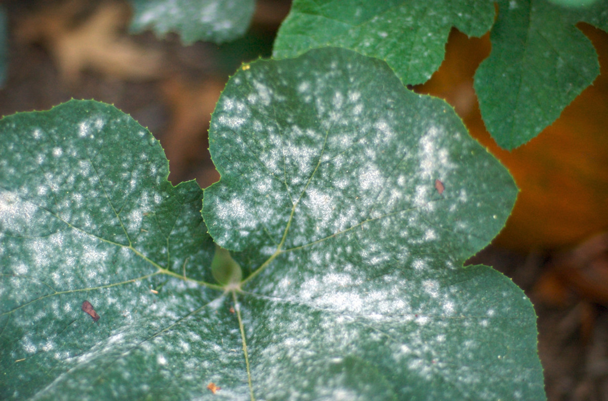 Powdery mildew on pumpkin leaves,