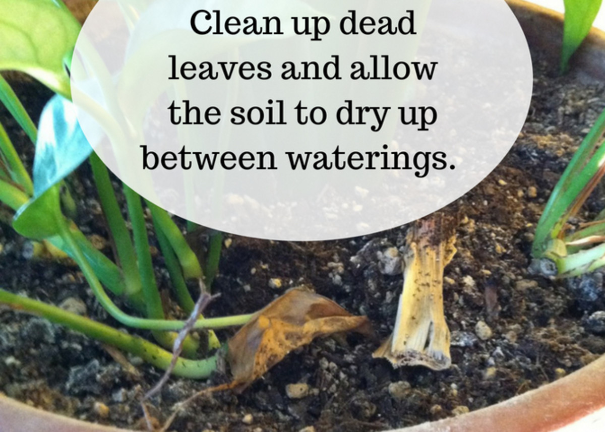 To prevent fungus gnat infestations, let your plant's soil dry out, and don't let dead leaves accumulate in the pot.