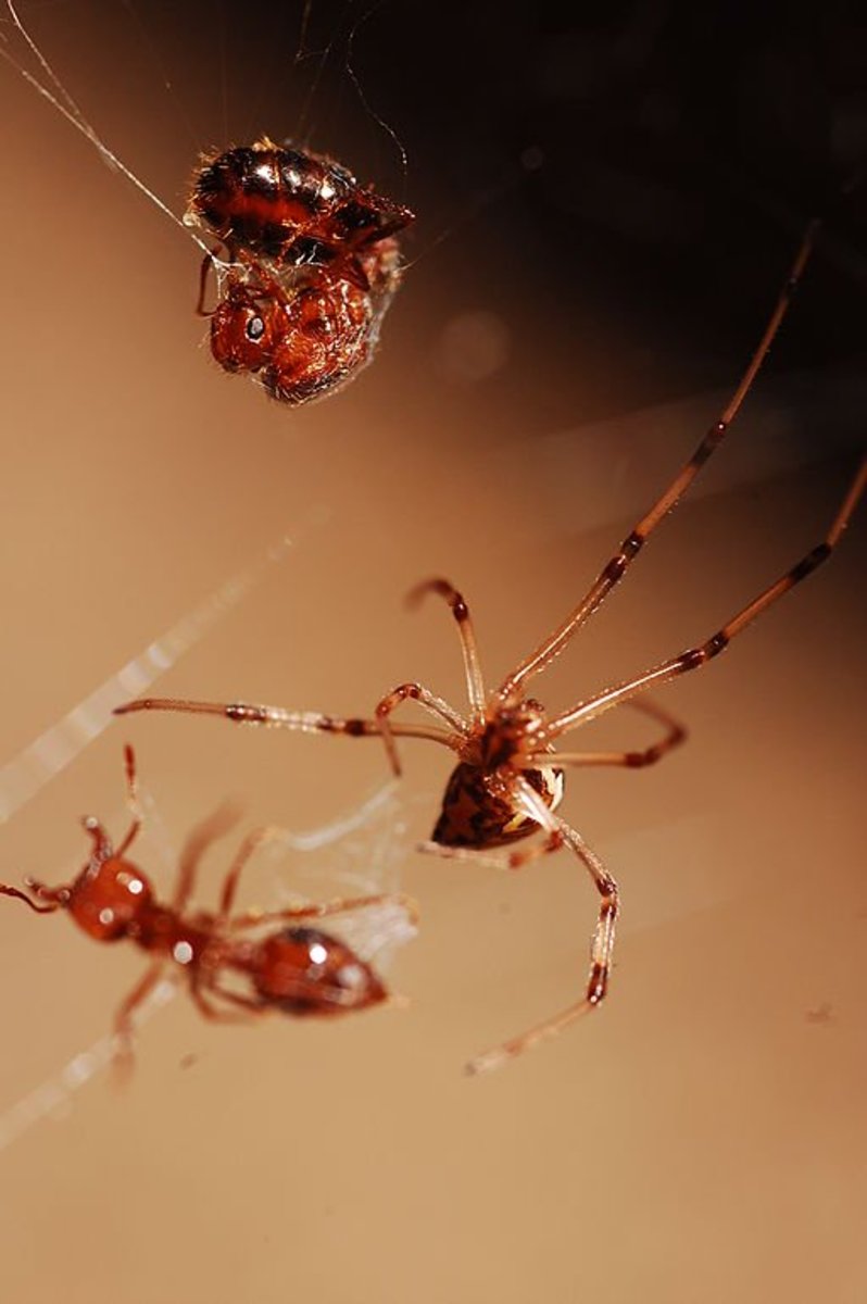 How To Kill Black Widow Spiders - HubPages