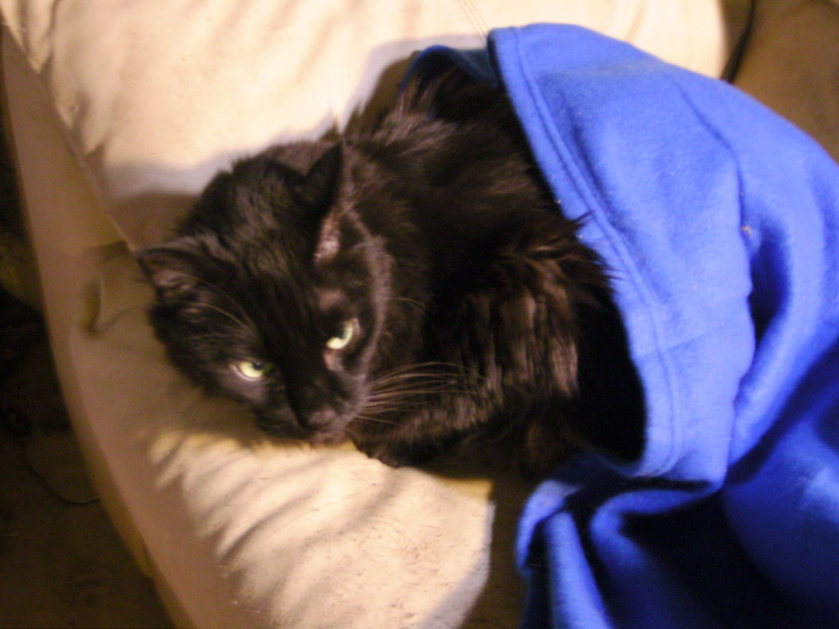 Our cold cat trying to stay warm while we dehumidify the house.