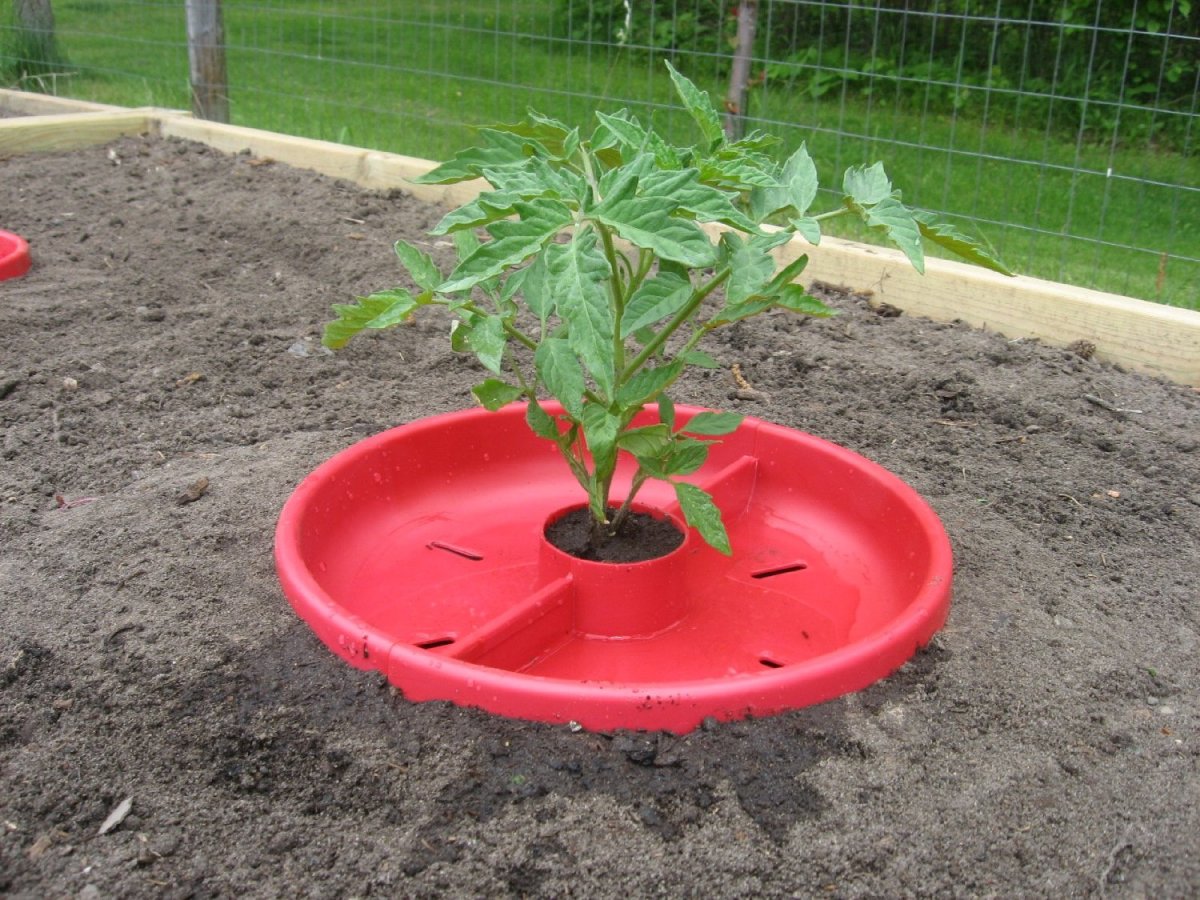 Tomato Craters help with watering tomatoes